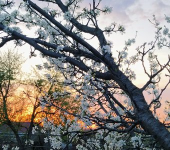 Дачный поселок около Саратова