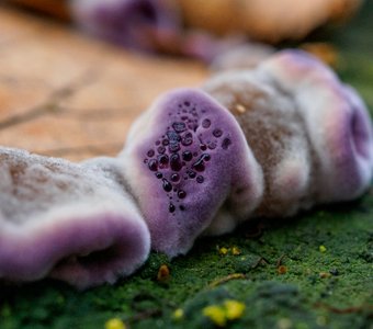 Гуттация гриба Хондростереума пурпурного