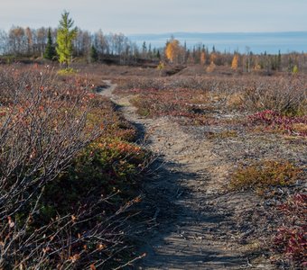Осенние краски лесотундры