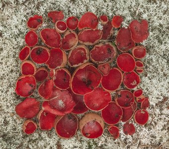 Супрематический красный грибной квадрат