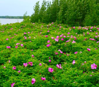 Шиповник цветет на берегу Финского залива
