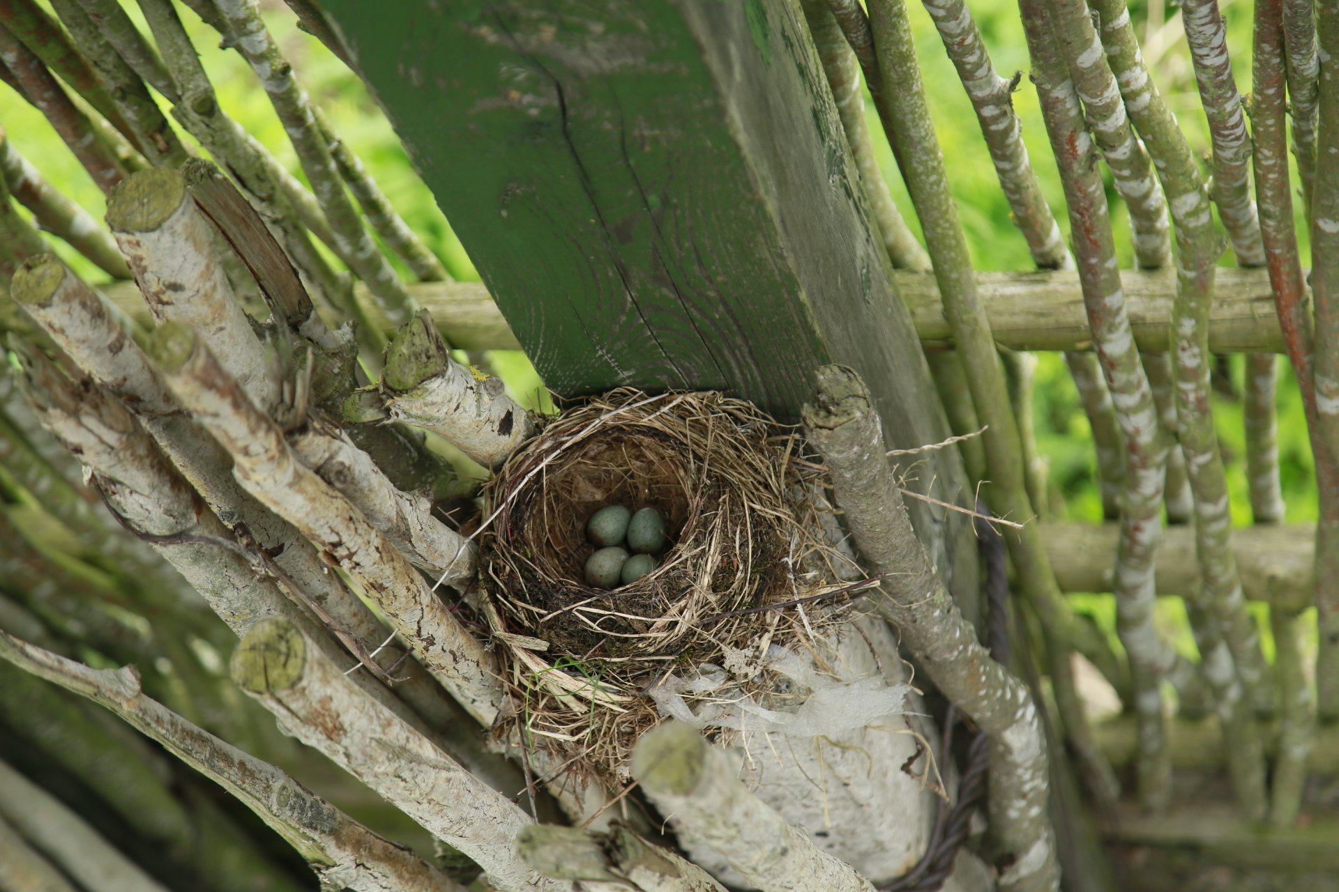 Гнездо птицы на смотровой вышке