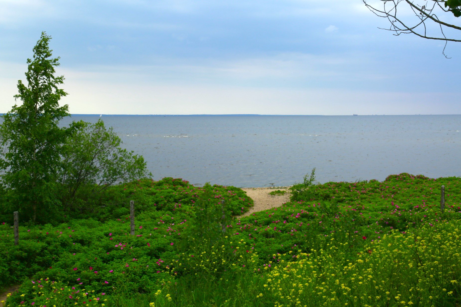 Вид на Финский залив с батареи "Демидов"