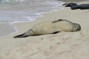 Тюленя-монаха сослали на необитаемый остров за хулиганство