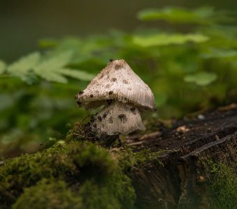Многоквартирные грибы
