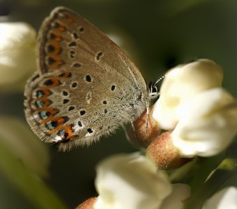 Бабочка голубянка