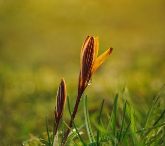 Пробуждение