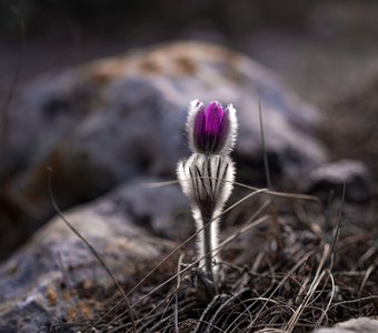 Прострел крымский