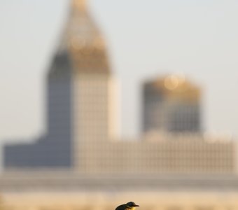 Новый город