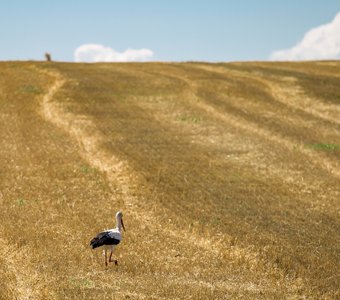 Хозяин поля