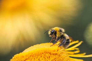 Пчёлы умеют выявлять рак лёгких