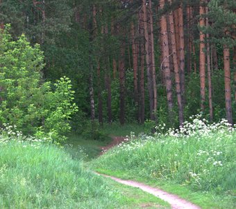 Дорога домой через лес