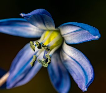 Первоцвет.