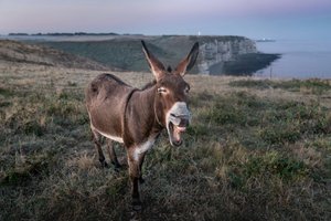 В США беглый осел стал вожаком оленей