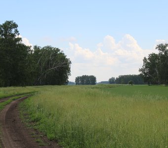 Дорога в лесах