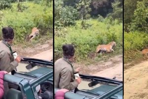 Тигр напал на туристов в нацпарке Индии