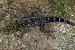 В горных лесах Индии нашли новый вид гекконов