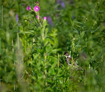 Тростниковая овсянка