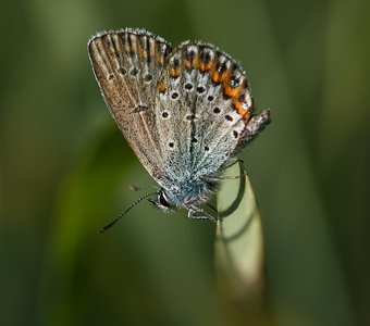 Бабочка-голубянка