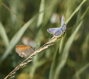 Бабочки-голубянки