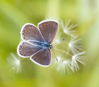 Бабочка голубянка на одуванчике