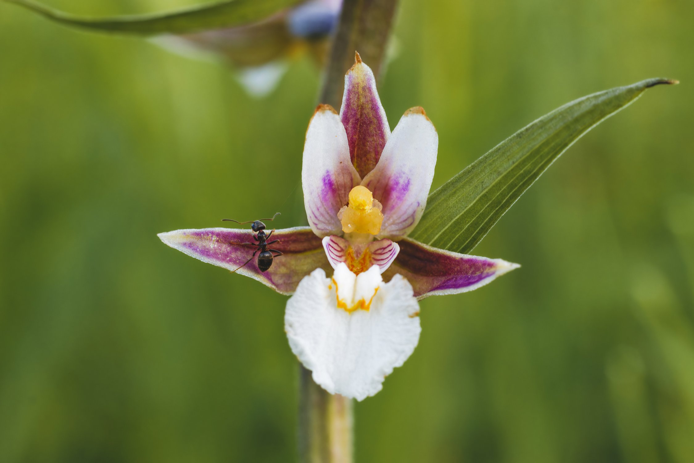 Муравей и орхидея