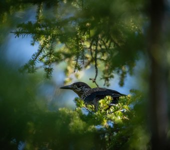 Там чудеса, там леший бродит. Кедровка на ветвях сидит