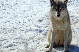 В США почти не осталось серых волков – и вот к чему это привело