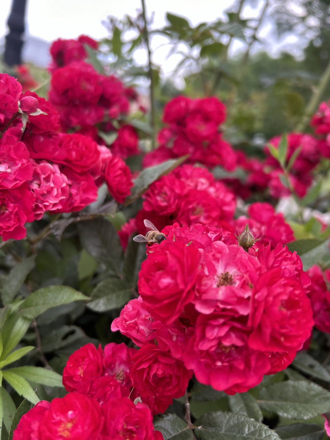 Пчелиная радость