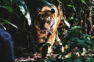 В Индии тигрица растерзала мужчину на глазах его семьи