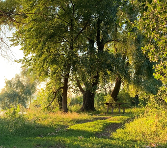 Лес у Волги