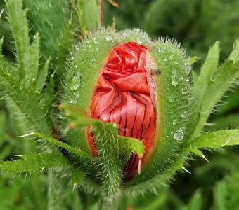 Пробуждение