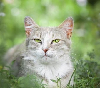 Зеленоглазка