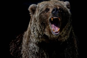 В США разрешили отстрел «кокаиновых медведей»