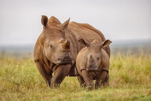 В Южной Африке рога носорогов делают радиоактивными