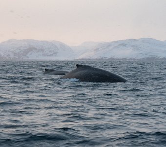 Морские великаны в объятиях моря