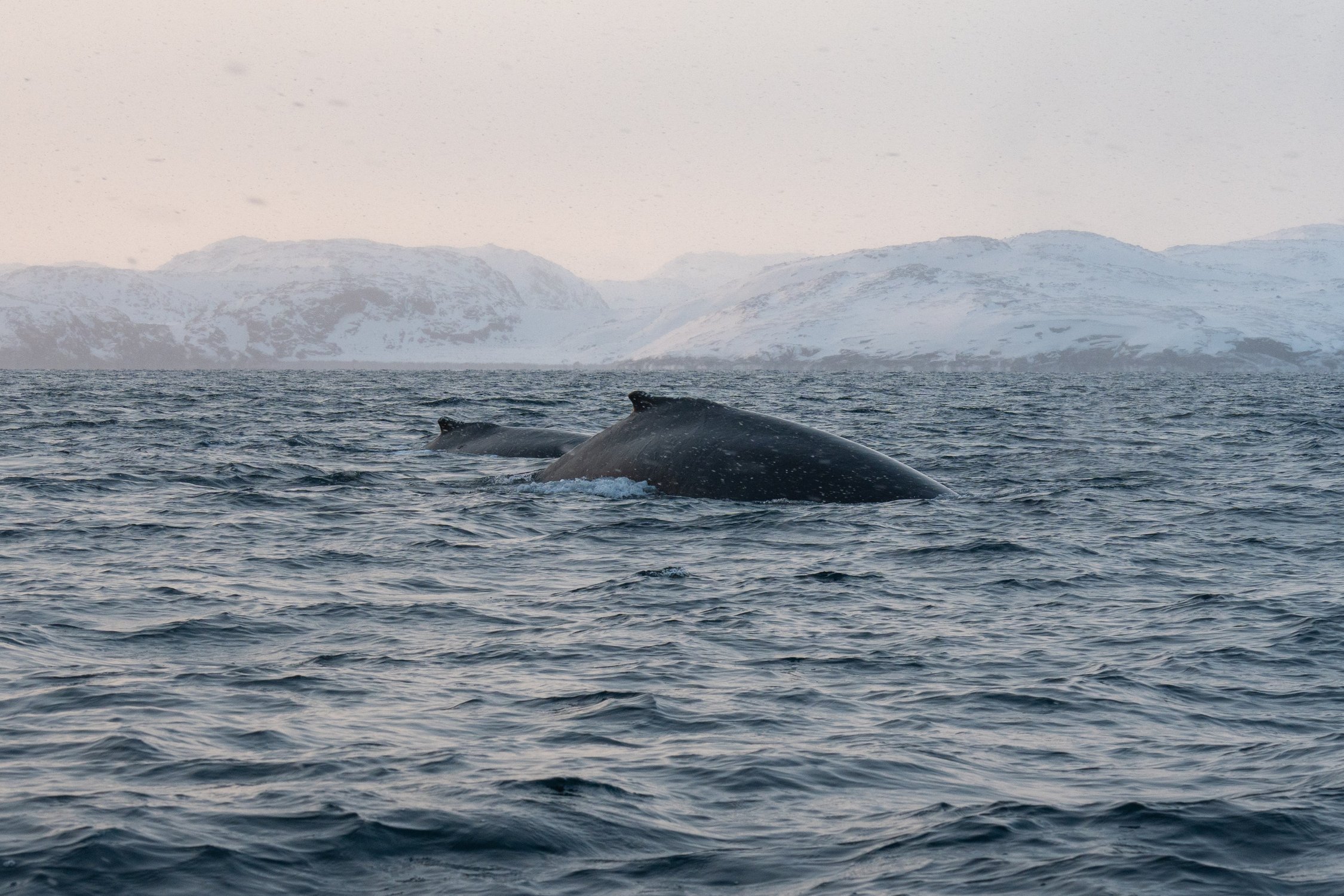 Морские великаны в объятиях моря