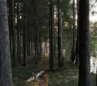 Лесной просвет