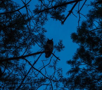 Хозяйка ночи