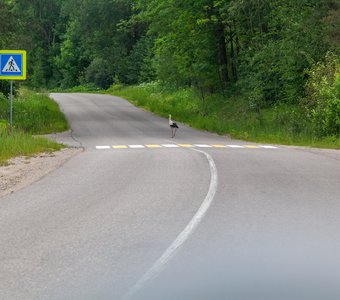 Пернатый пешеход