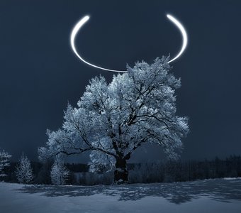 Королевский дуб