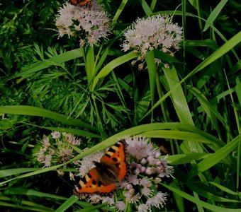 Живые пятна