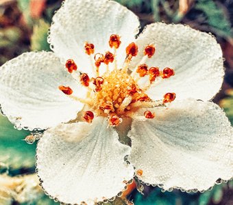 Медовый цветок