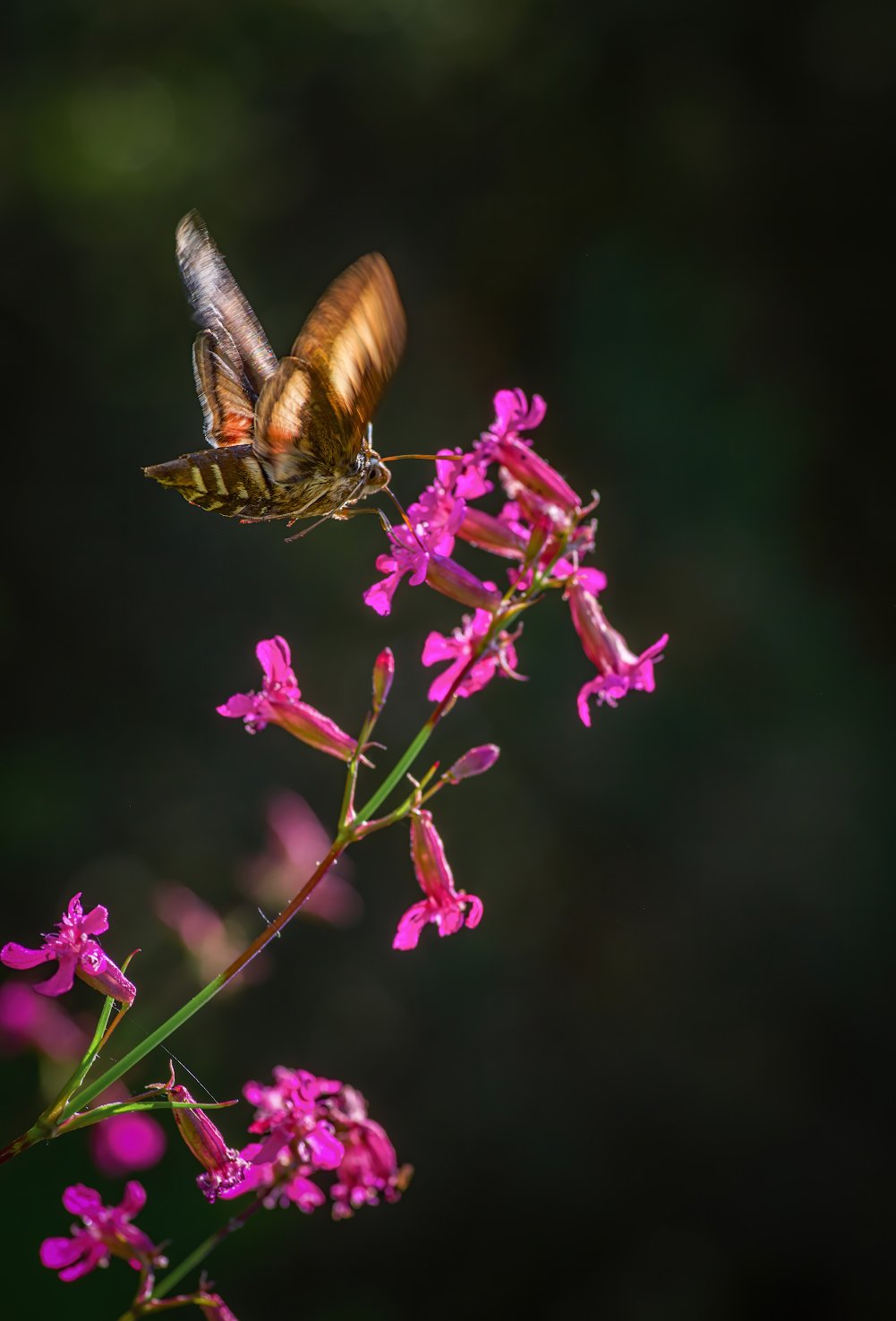Про чудо природы, яркое лето и бабочку-колибри
