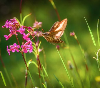Про чудо природы, яркое лето и бабочку-колибри