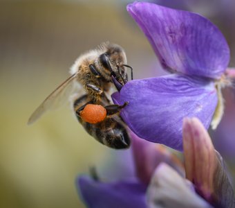 Медоносная пчела на цветке люпина