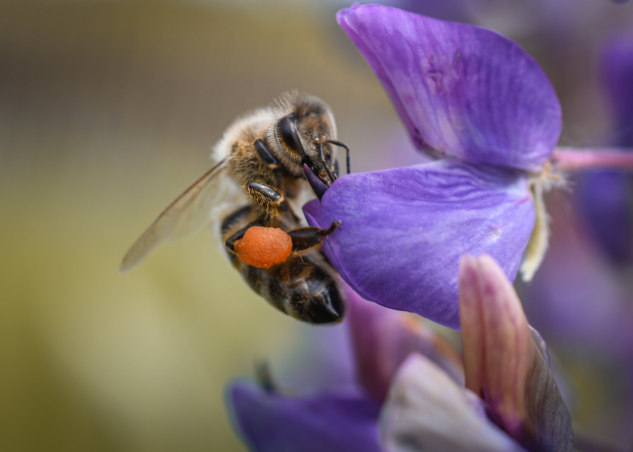 Медоносная пчела на цветке люпина