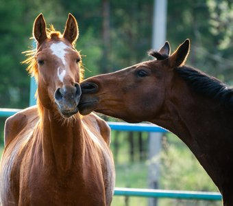 Дай поцелую!!!!!!!!
