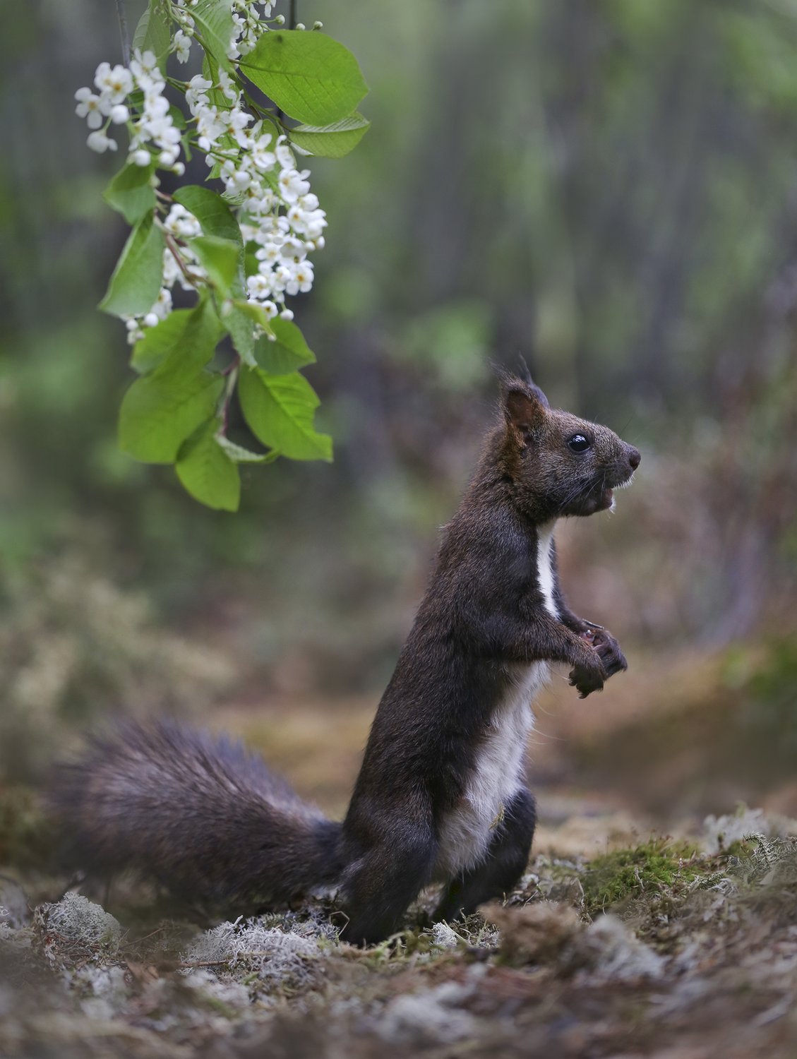 Зацвела черемуха