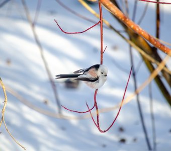 Длиннохвостая синица